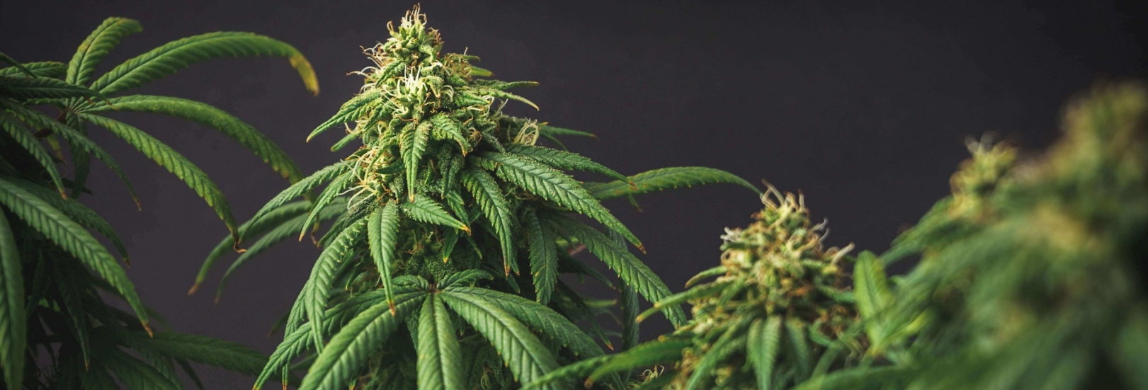 Cannabis Pflanze